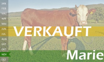tr�chtige Fleckvieh Kalbin zu verkaufen, beweidet und ruhig